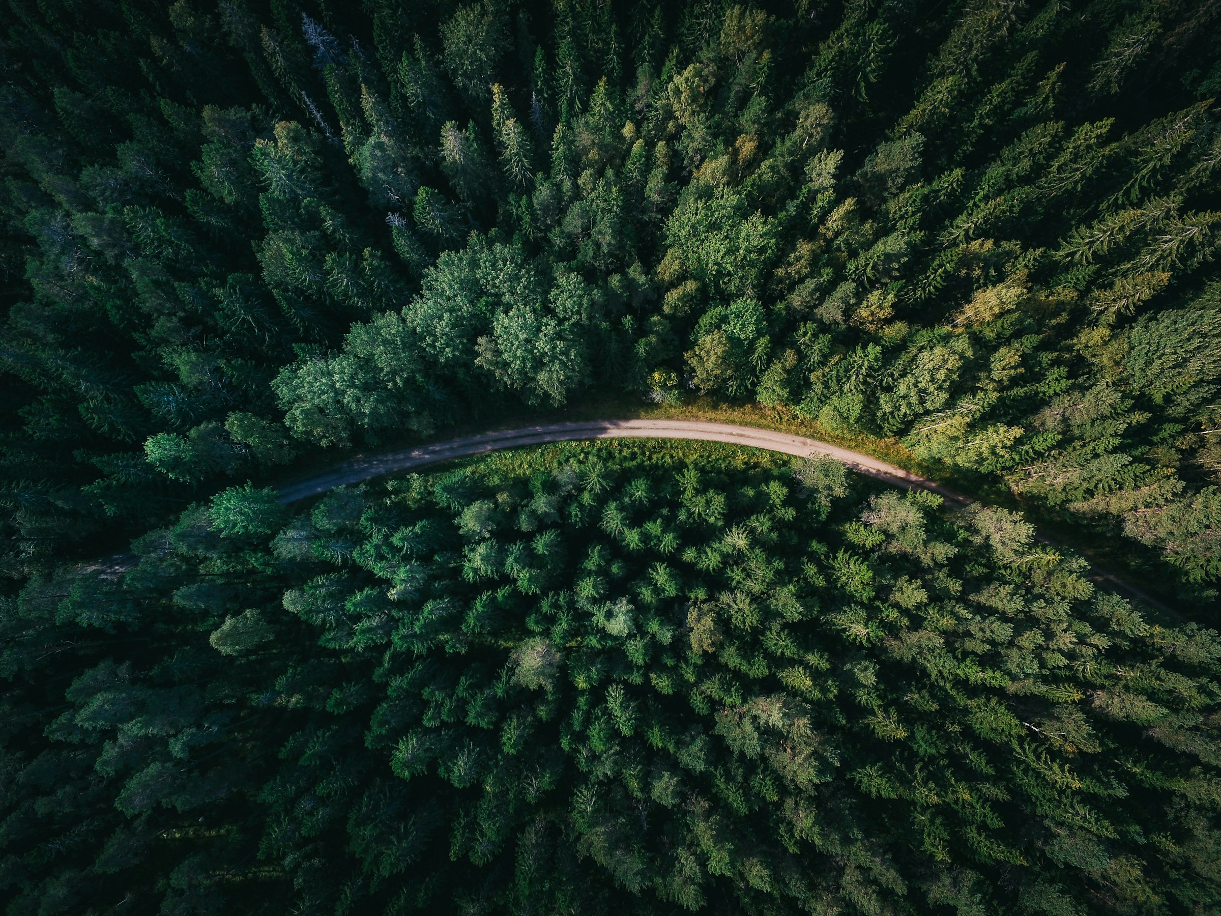 Aerial view of a winding road through a sustainable forest representing Olinare's environmental mission